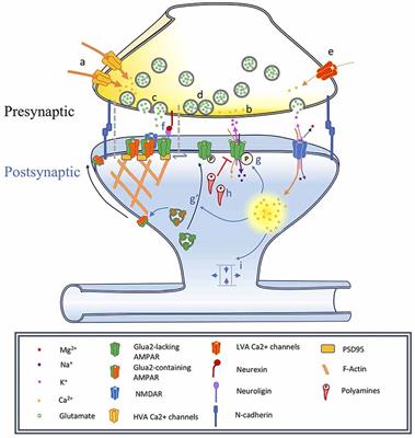 Approaches and Limitations in the Investigation of Synaptic Transmission and Plasticity